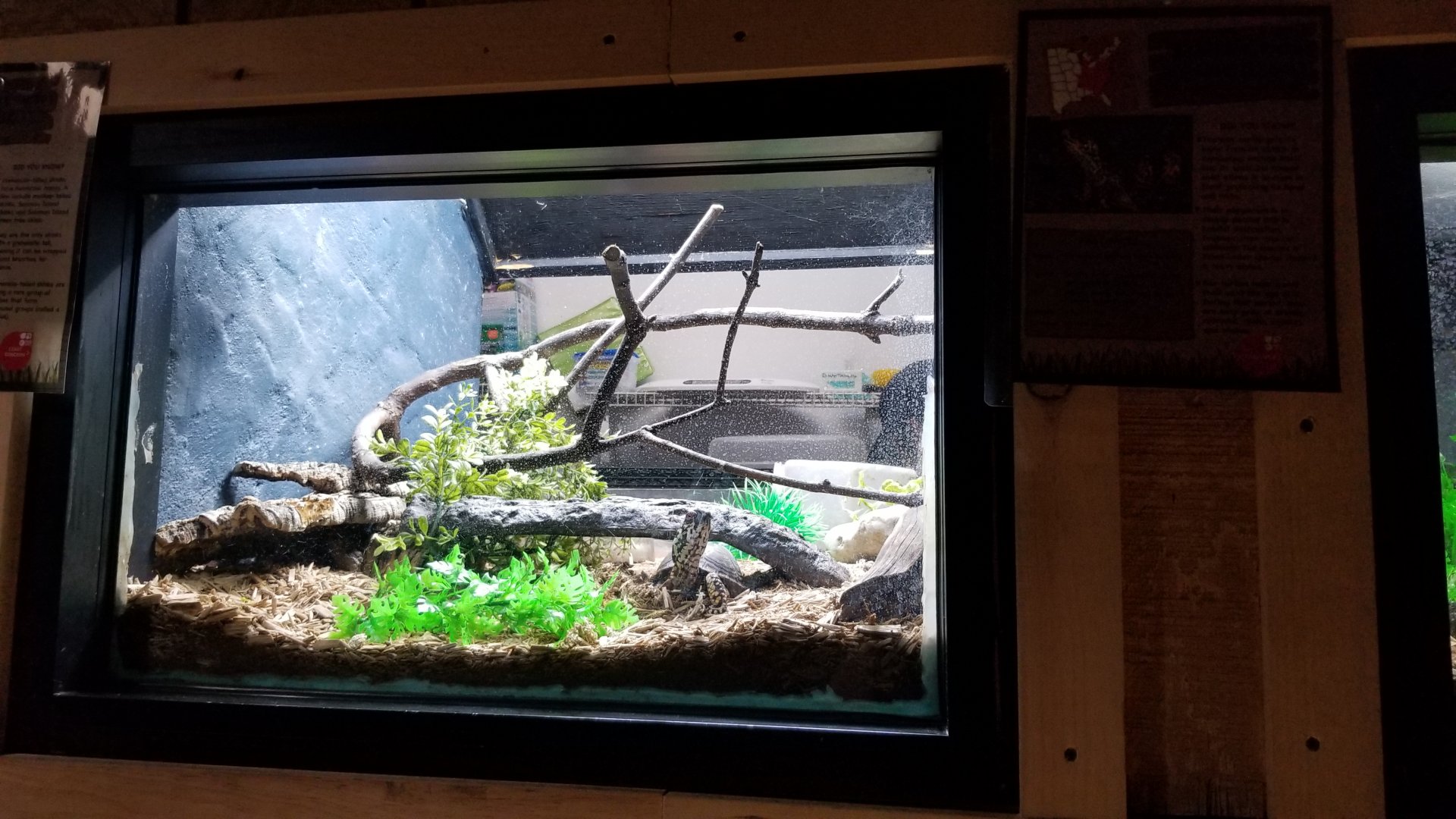 Elmwood Park - Eastern box turtle