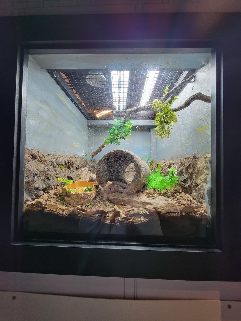 Elmwood Park - Eastern box turtle