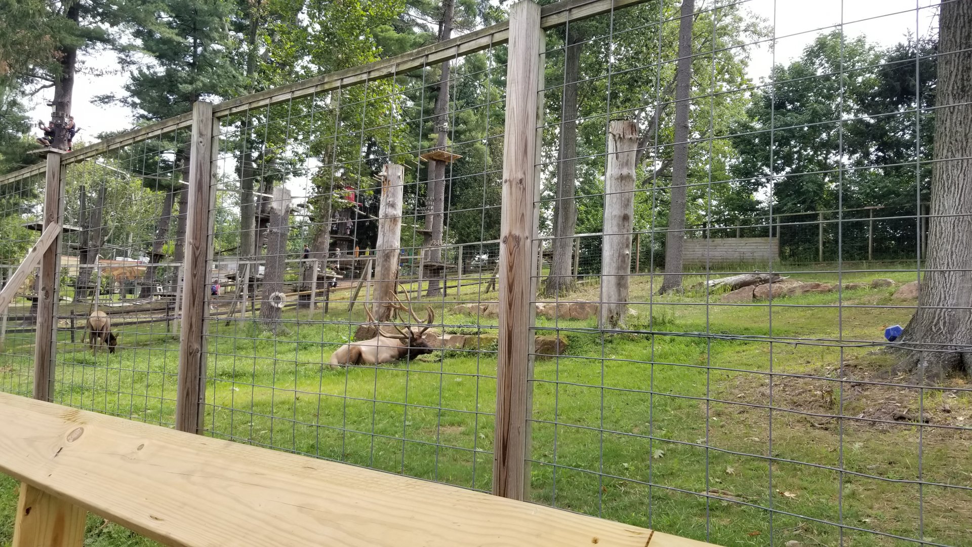 Elmwood Park - Elk, father and daughter