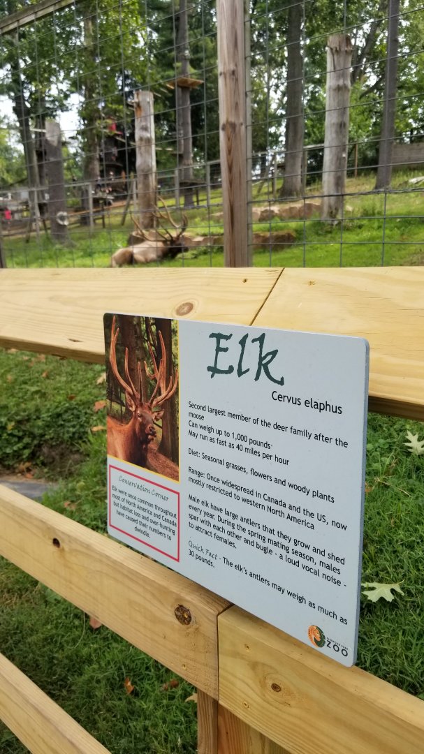 Elmwood Park - Elk