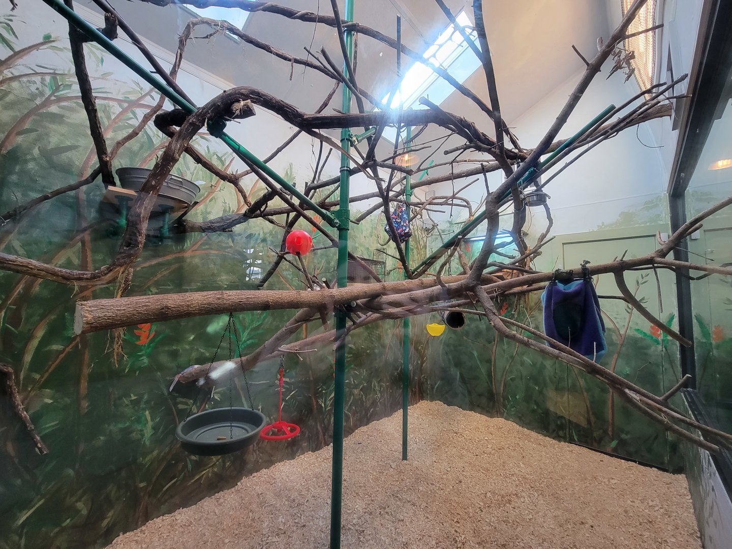 Elmwood Park - Emperor tamarins