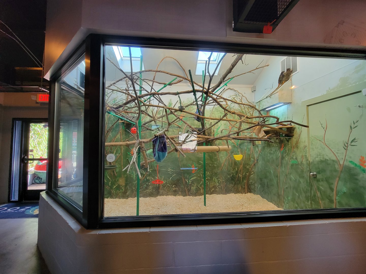 Elmwood Park - Emperor tamarins