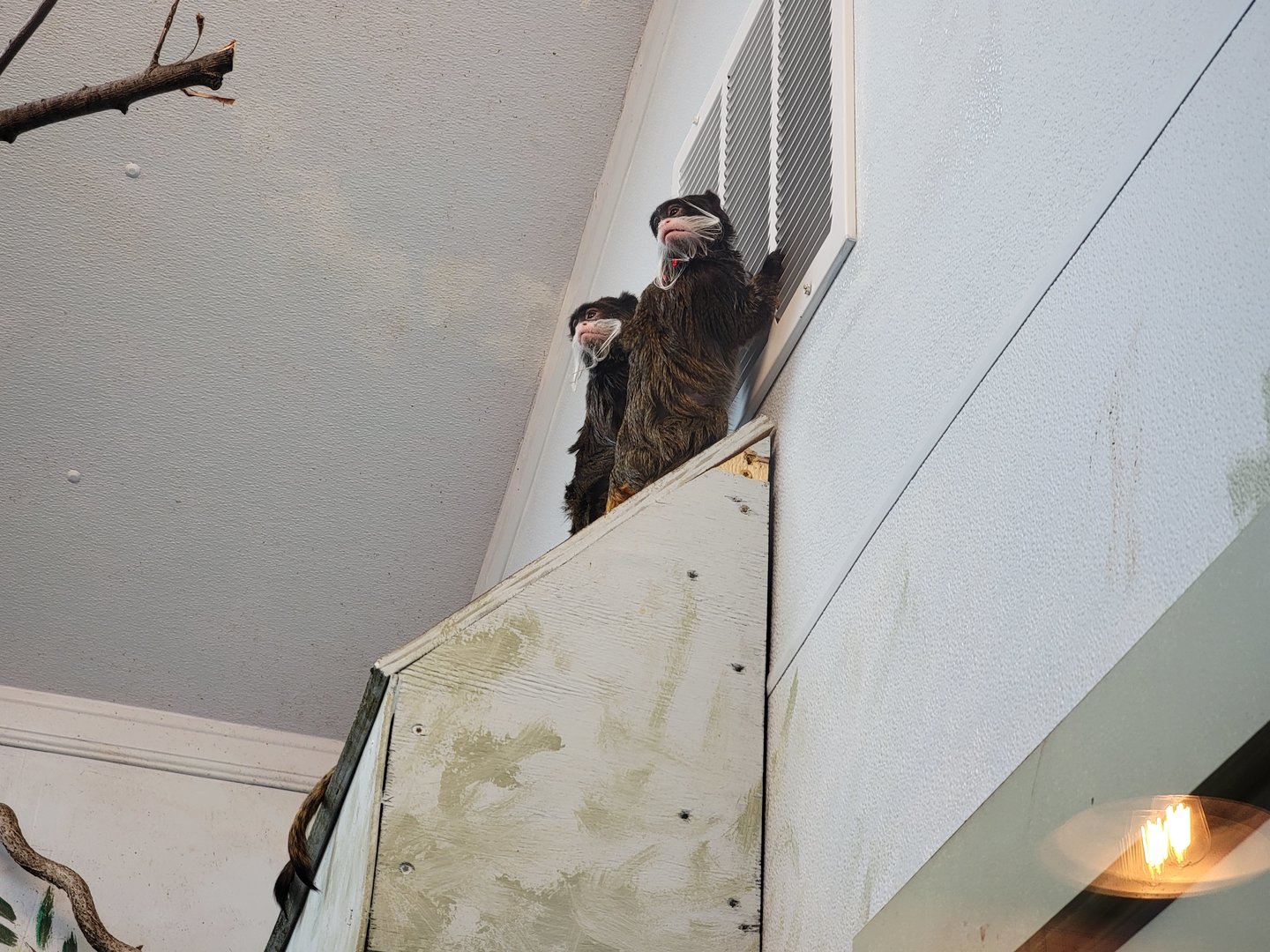 Elmwood Park - Emperor tamarins