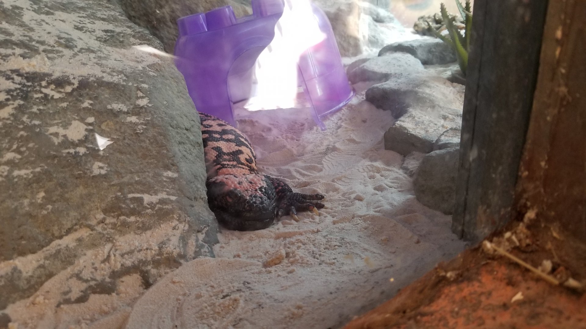 Elmwood Park - Gila monster