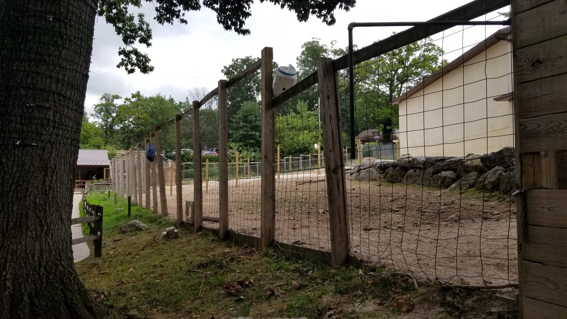 Elmwood Park - Giraffes and mountain zebra