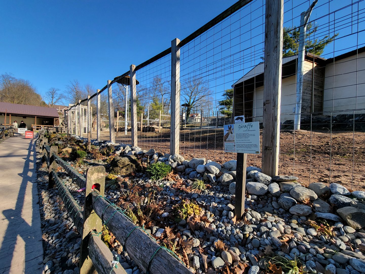 Elmwood Park - Giraffes