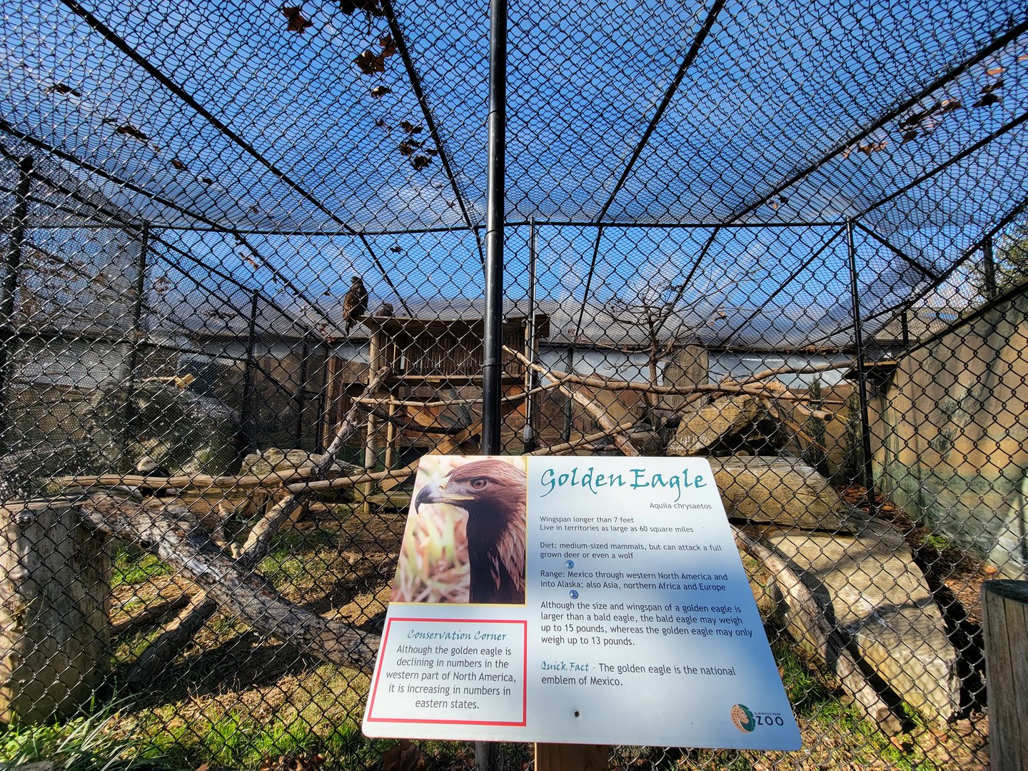 Elmwood Park - Golden eagles