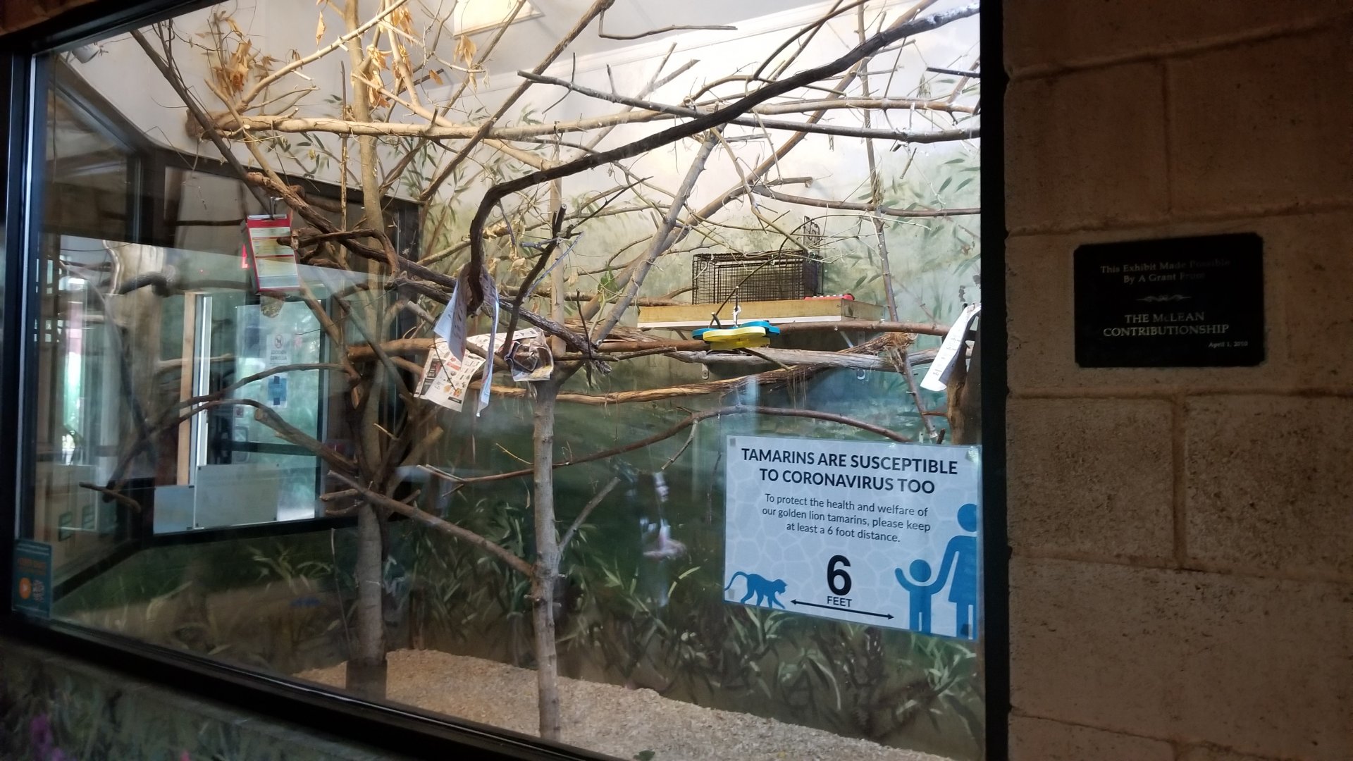 Elmwood Park - Golden lion tamarin