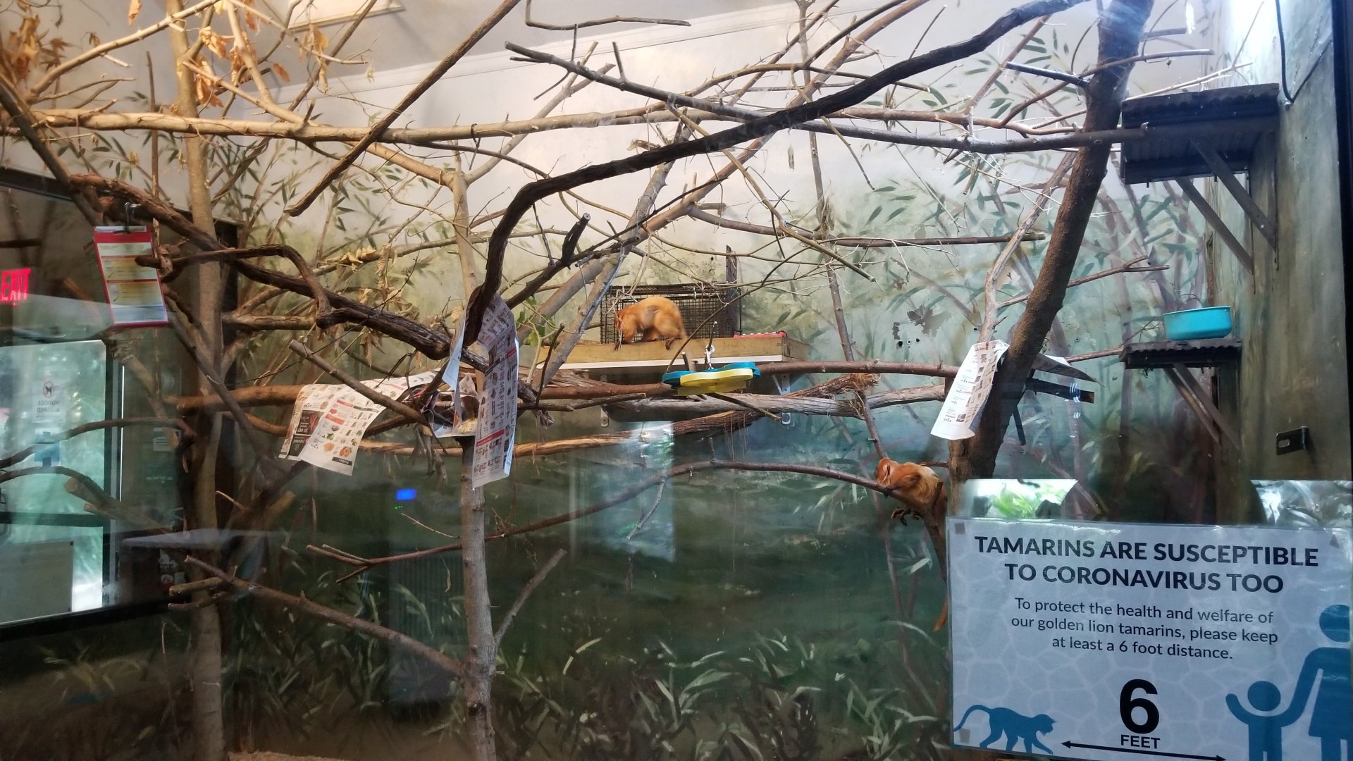 Elmwood Park - Golden lion tamarin