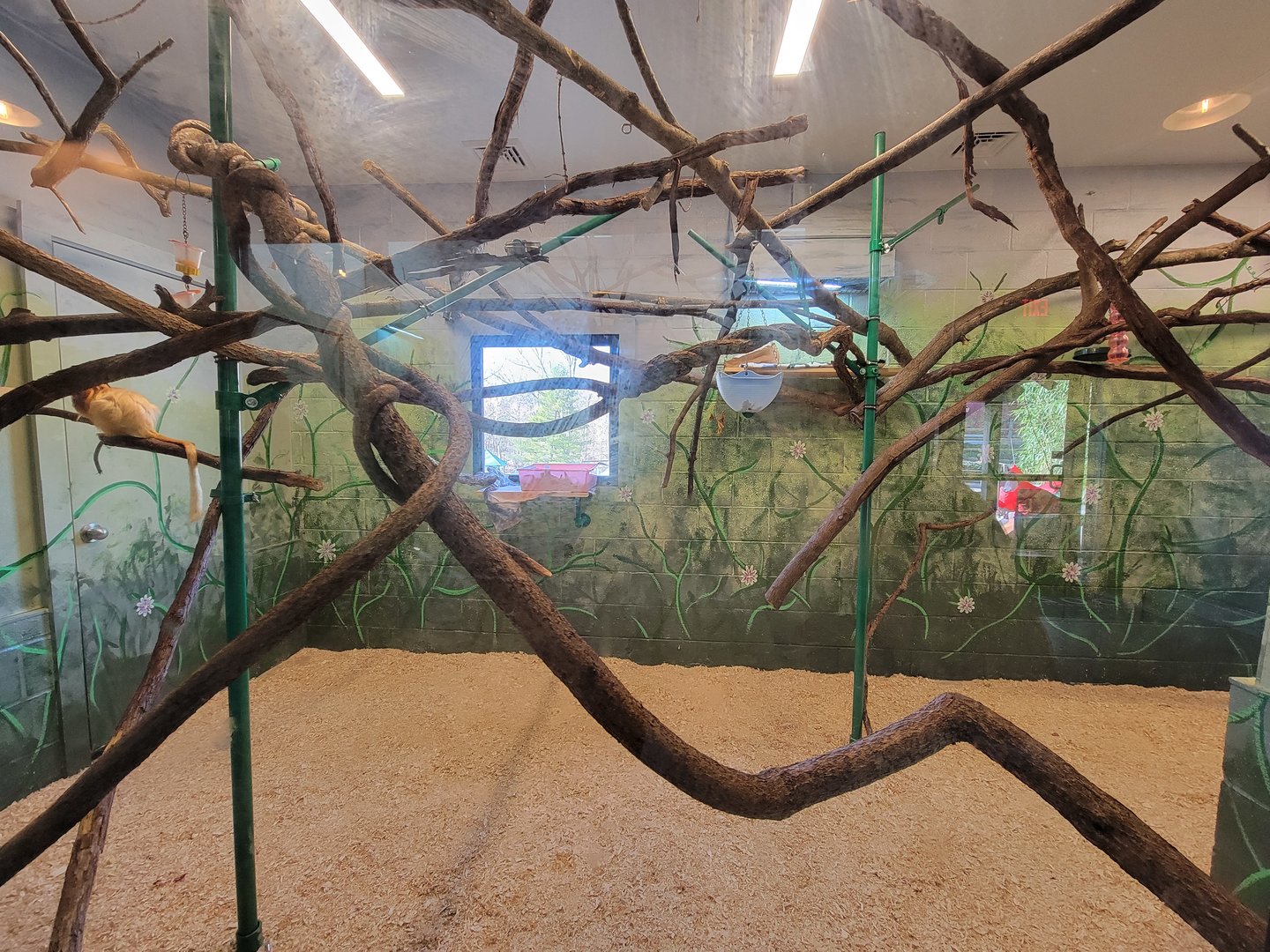 Elmwood Park - Golden lion tamarins