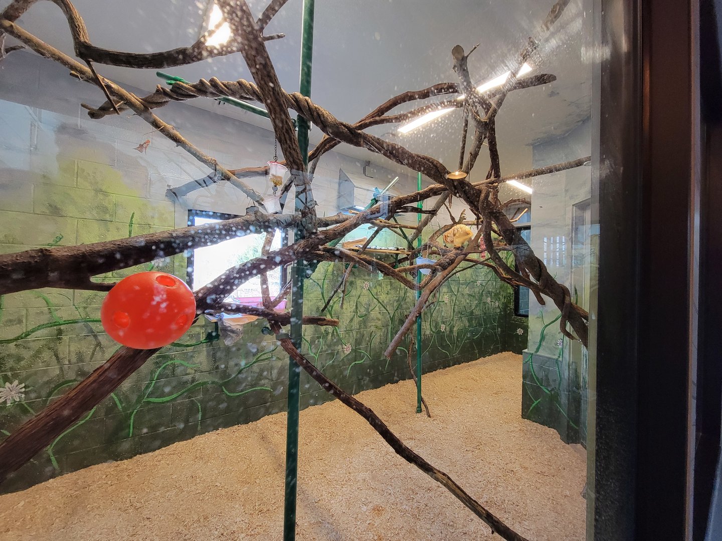Elmwood Park - Golden lion tamarins