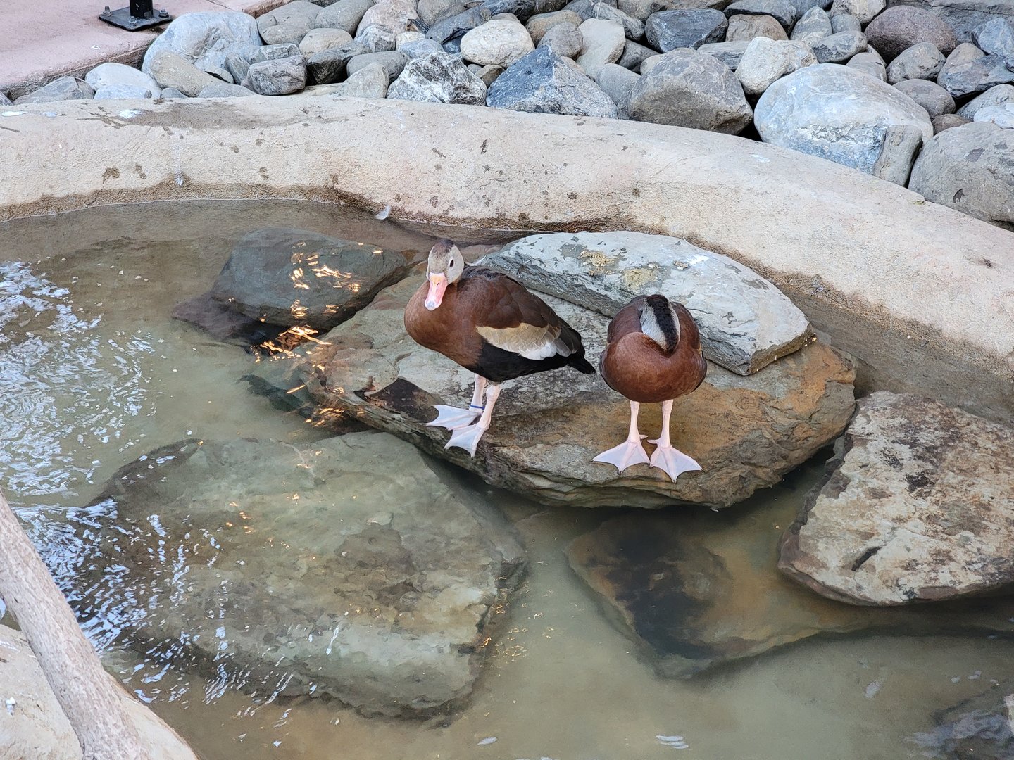 Elmwood Park - Harmony Hideaway, Black-bellied whistling ducks