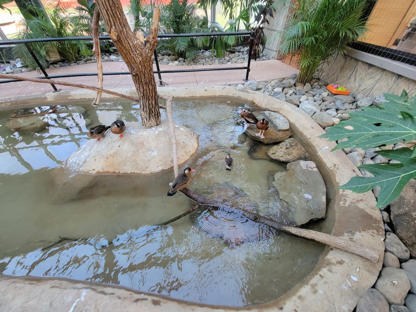 Elmwood Park - Harmony Hideaway, Brazilian teals and black-bellied whistling ducks