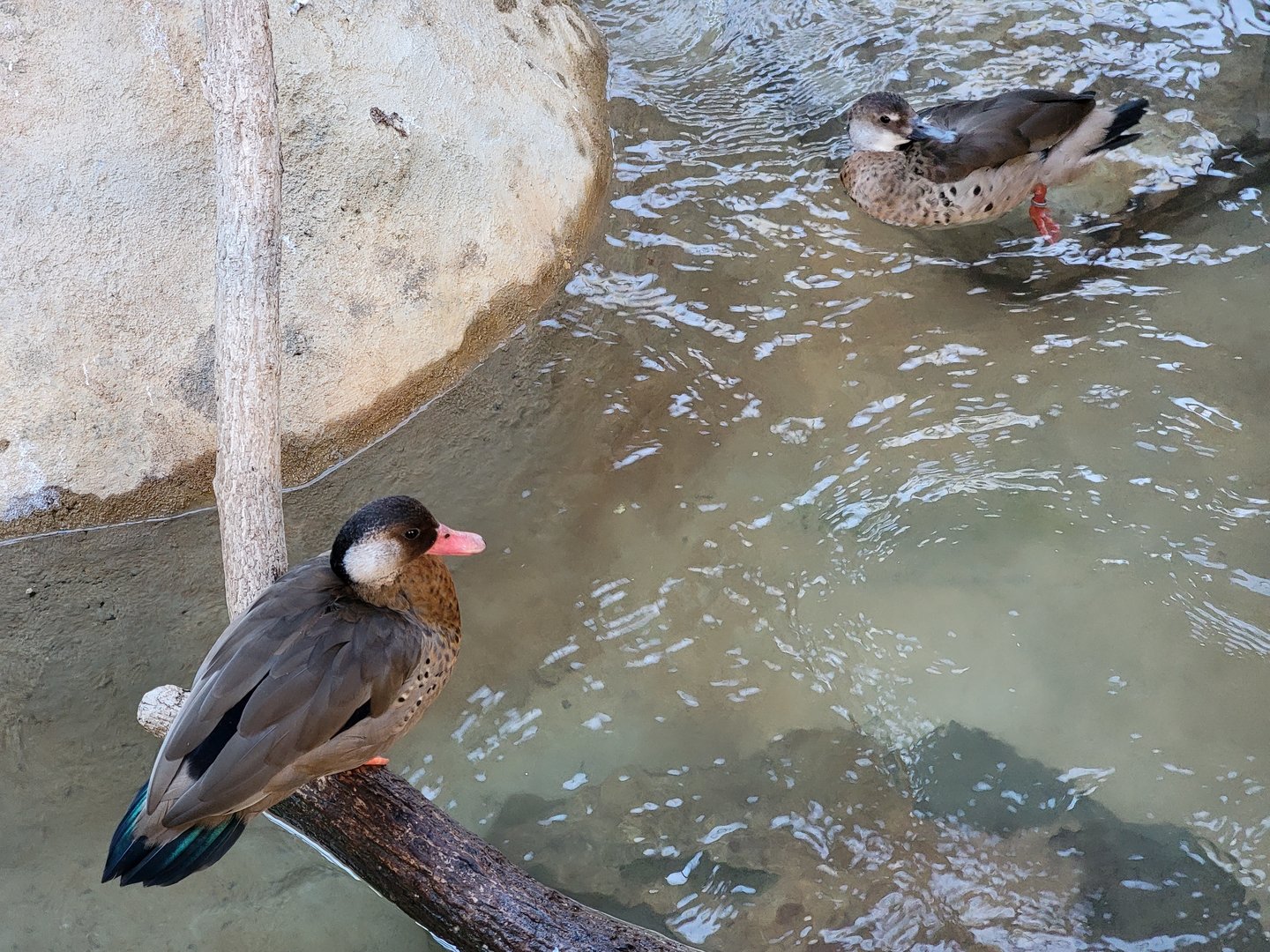 Elmwood Park - Harmony Hideaway, Brazilian teals