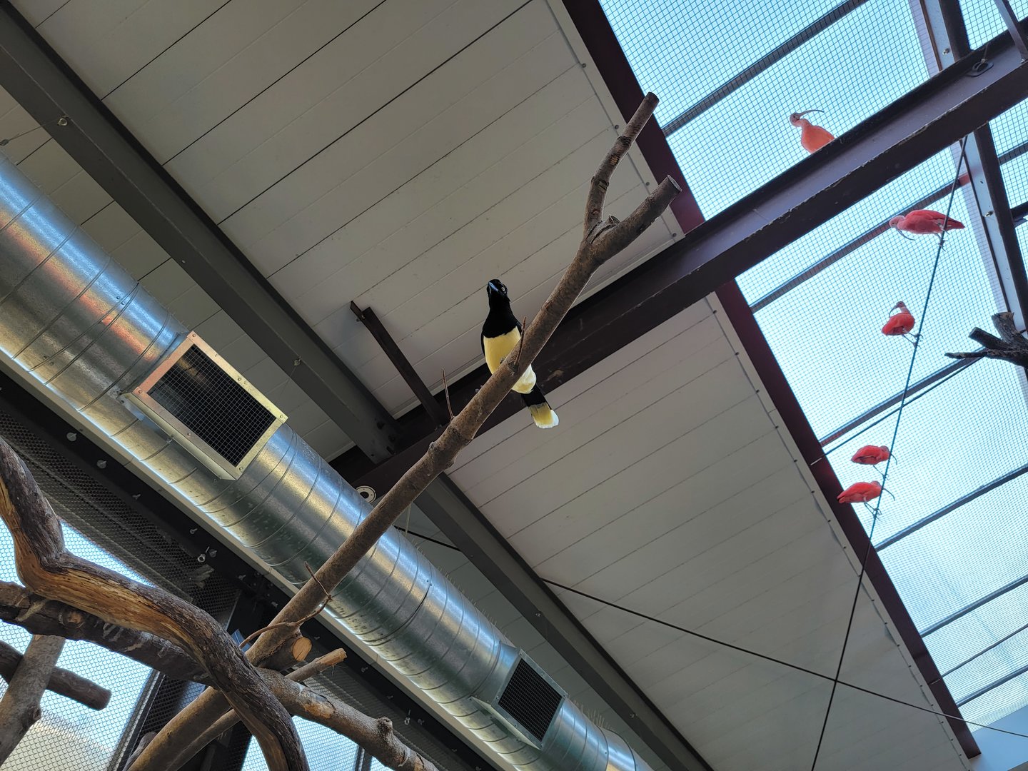 Elmwood Park - Harmony Hideaway, plush crested jay, scarlet ibises