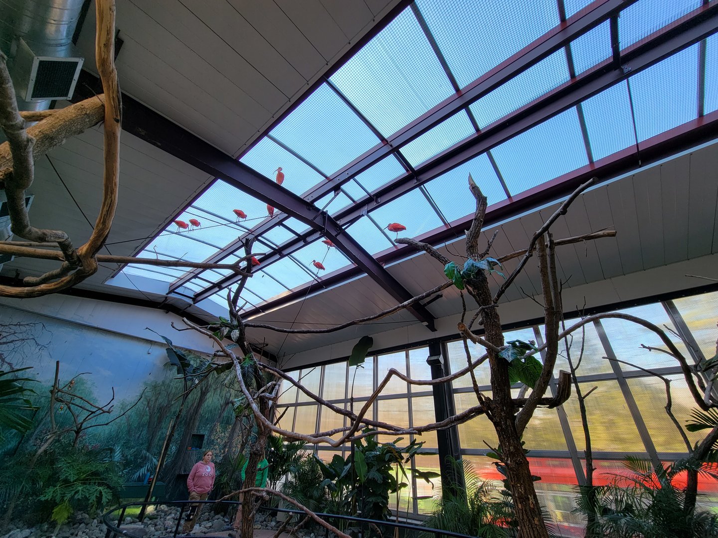 Elmwood Park - Harmony Hideaway, scarlet ibises