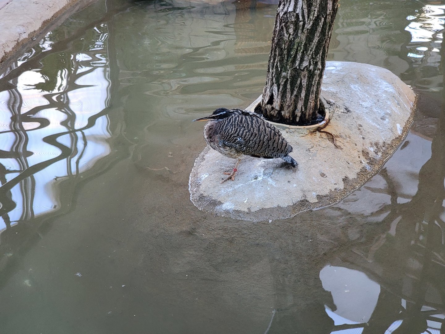 Elmwood Park - Harmony Hideaway, Sunbittern