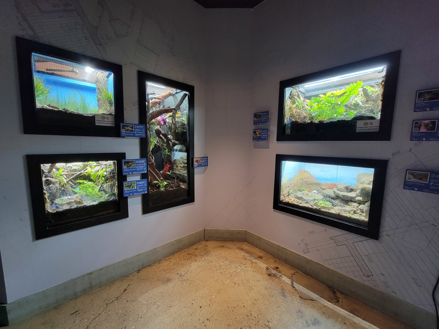 Elmwood Park - Left wall: Hognose snake, PDFs, prehensile-tailed skink; frogs, chuckwalla