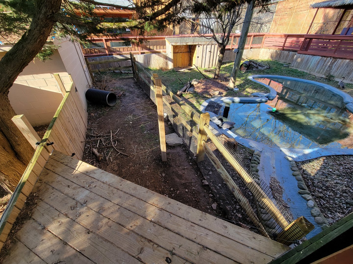 Elmwood Park - Lowland paca / Nene