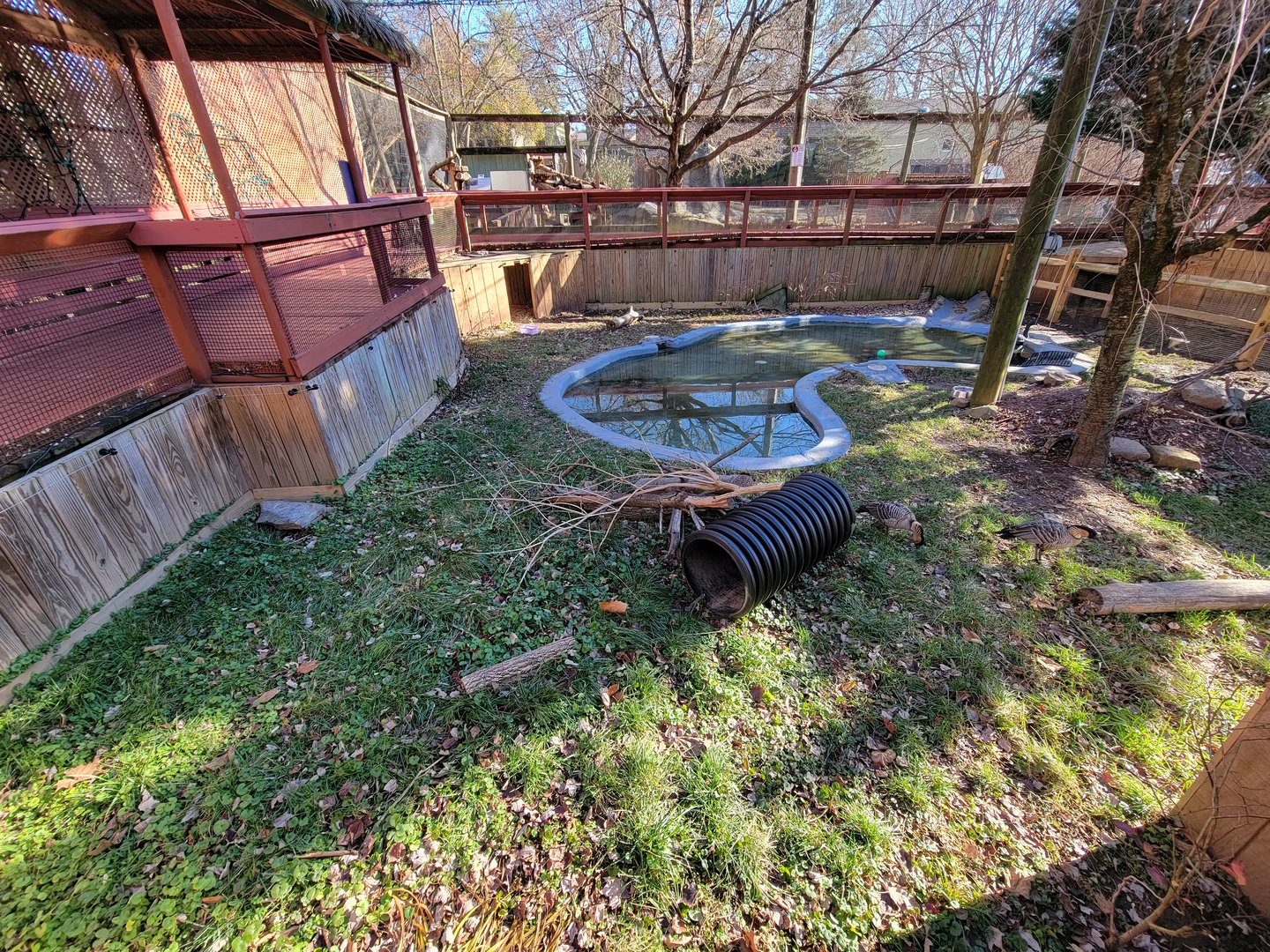 Elmwood Park - Lowland paca, nene