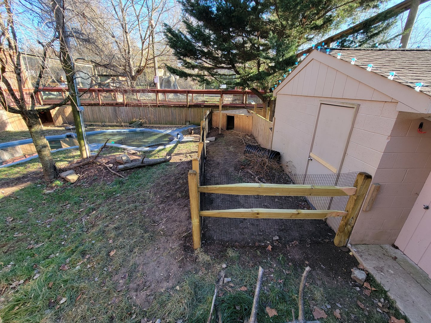 Elmwood Park - Lowland paca, nene