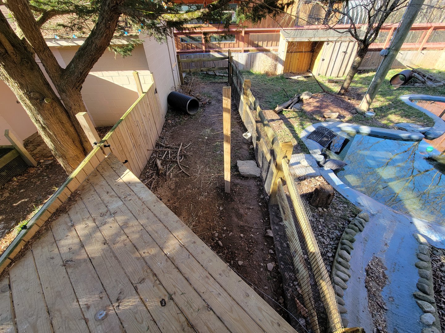 Elmwood Park - Lowland paca