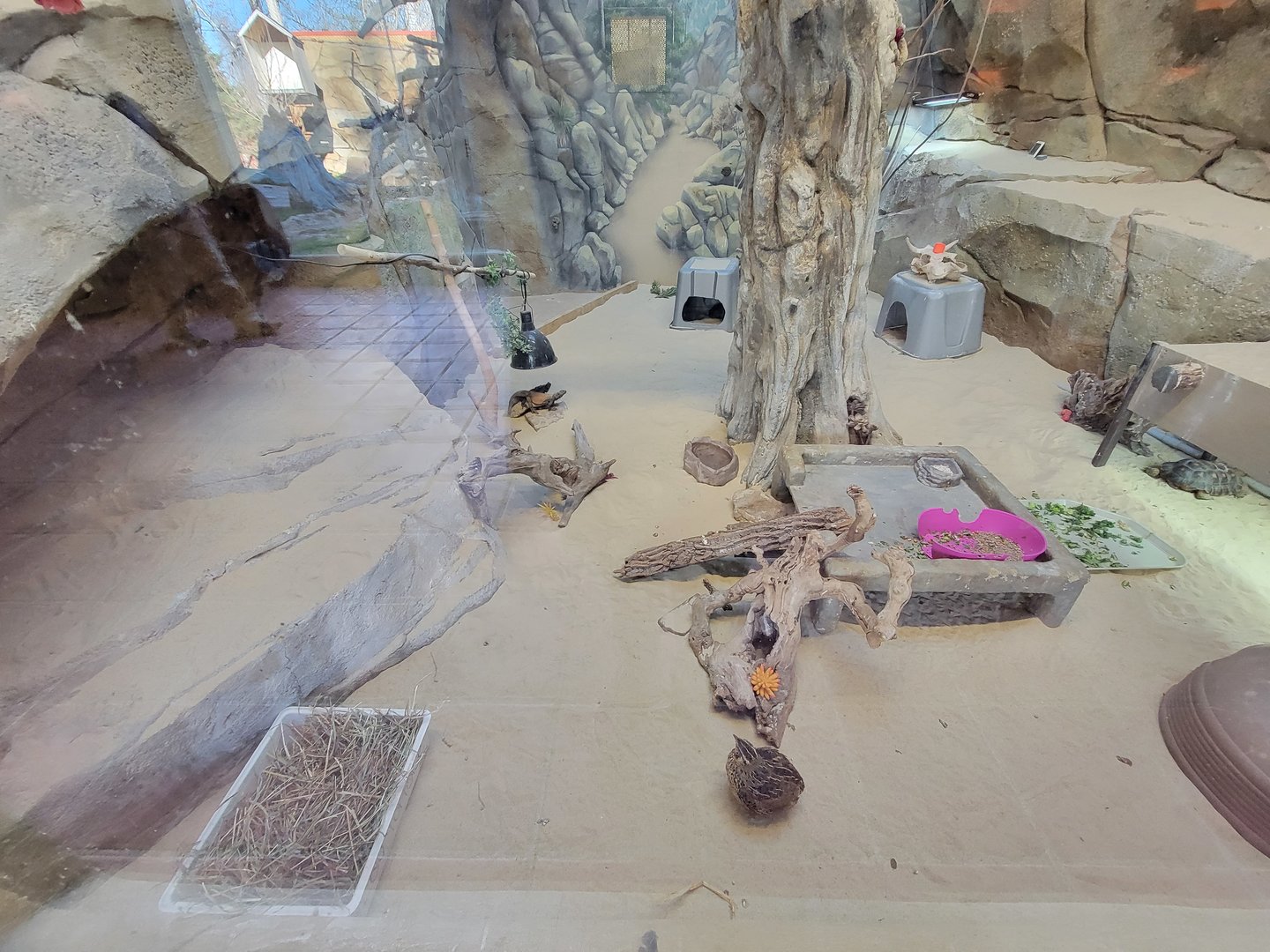 Elmwood Park - Mixed exhibit - Montezuma quail, burrowing owl, chuckwalla, desert tortoise
