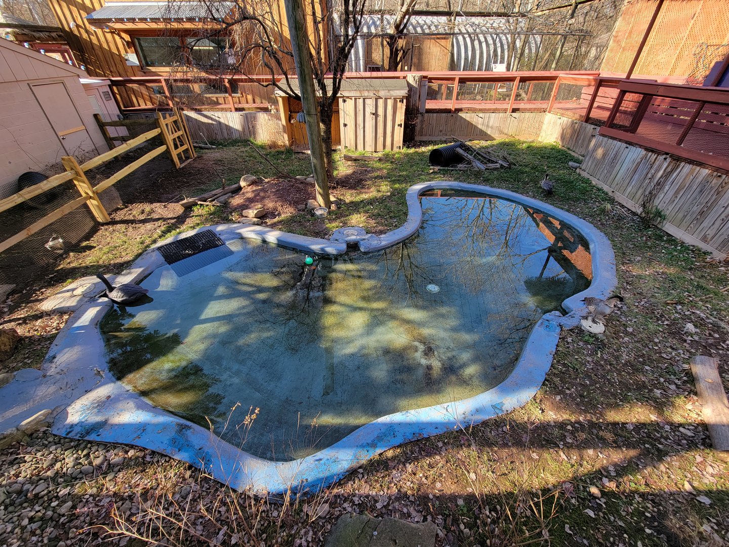 Elmwood Park - Nene, lowland paca