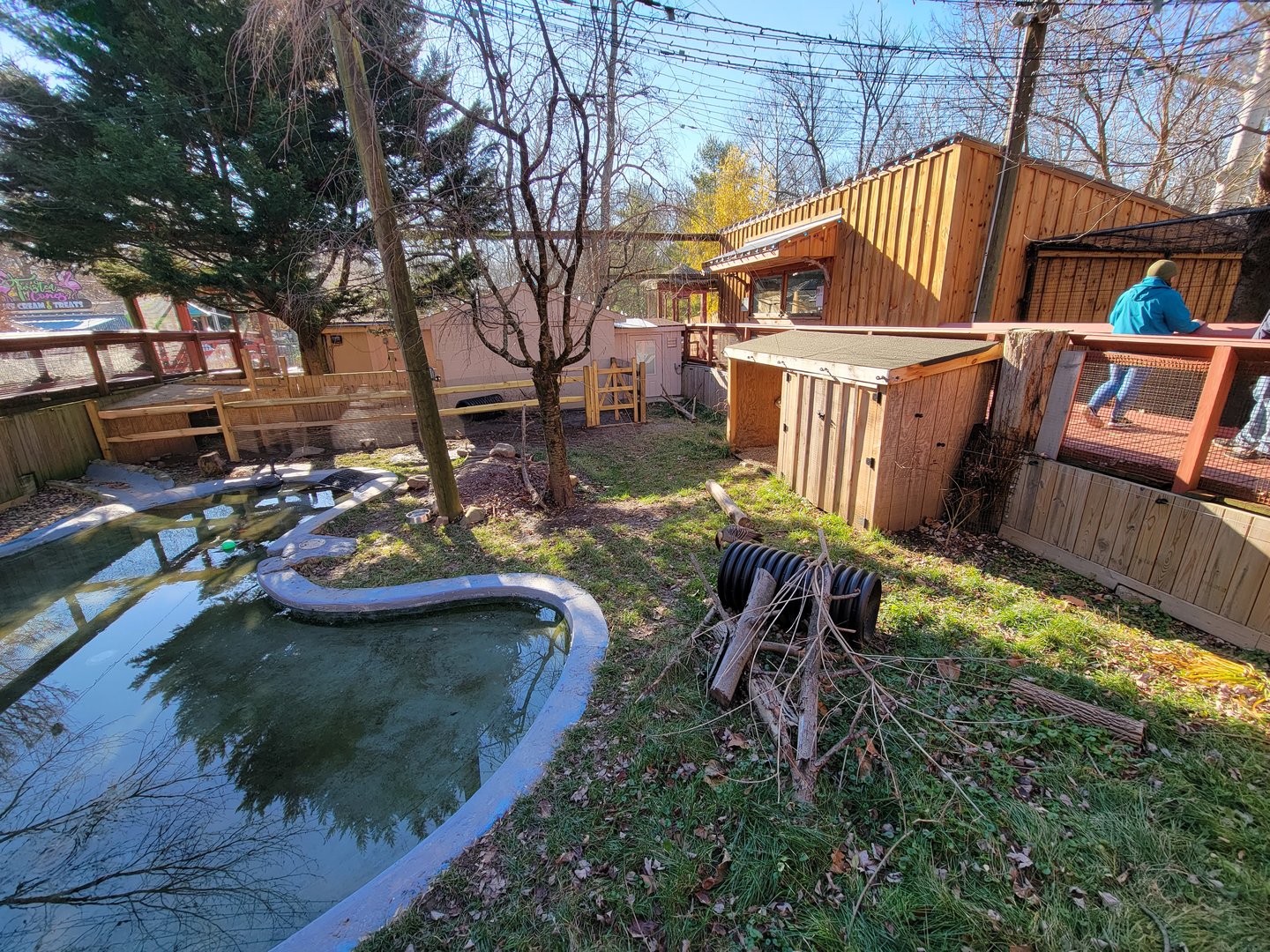 Elmwood Park - Nene, lowland paca