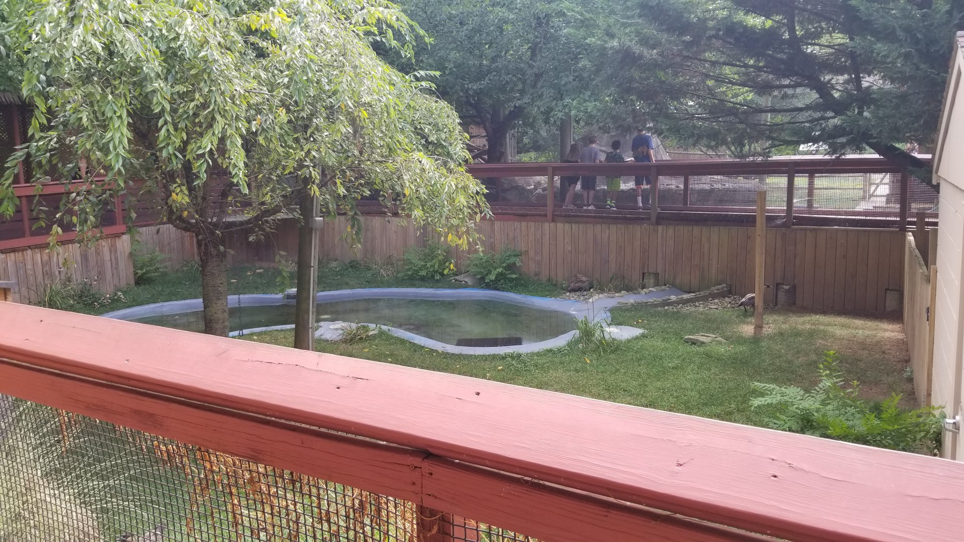 Elmwood Park - Nene yard