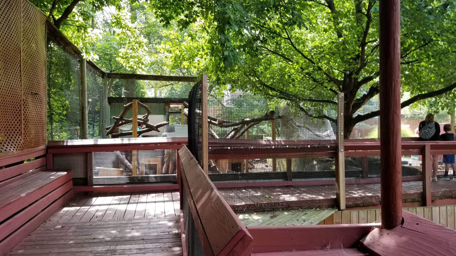 Elmwood Park - North American porcupine