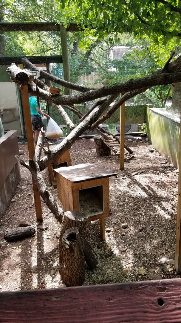 Elmwood Park - North American porcupine