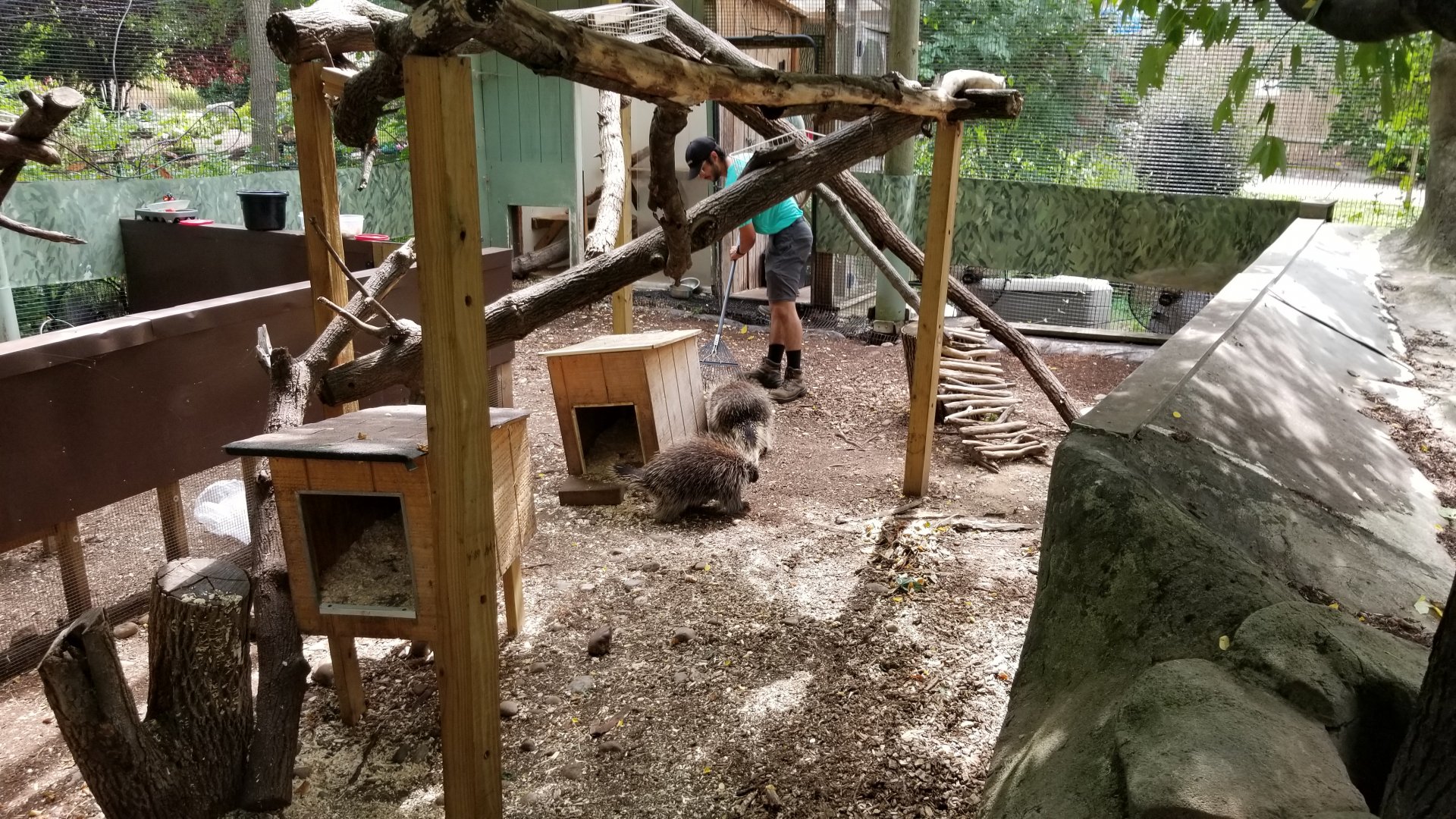 Elmwood Park - North American porcupine