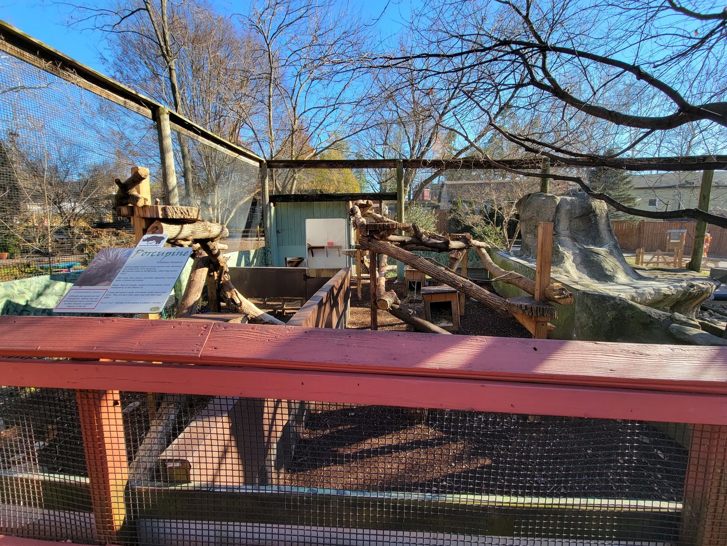 Elmwood Park - North American porcupines