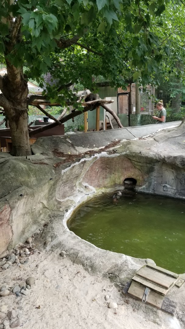 Elmwood Park - North American river otter, porcupine