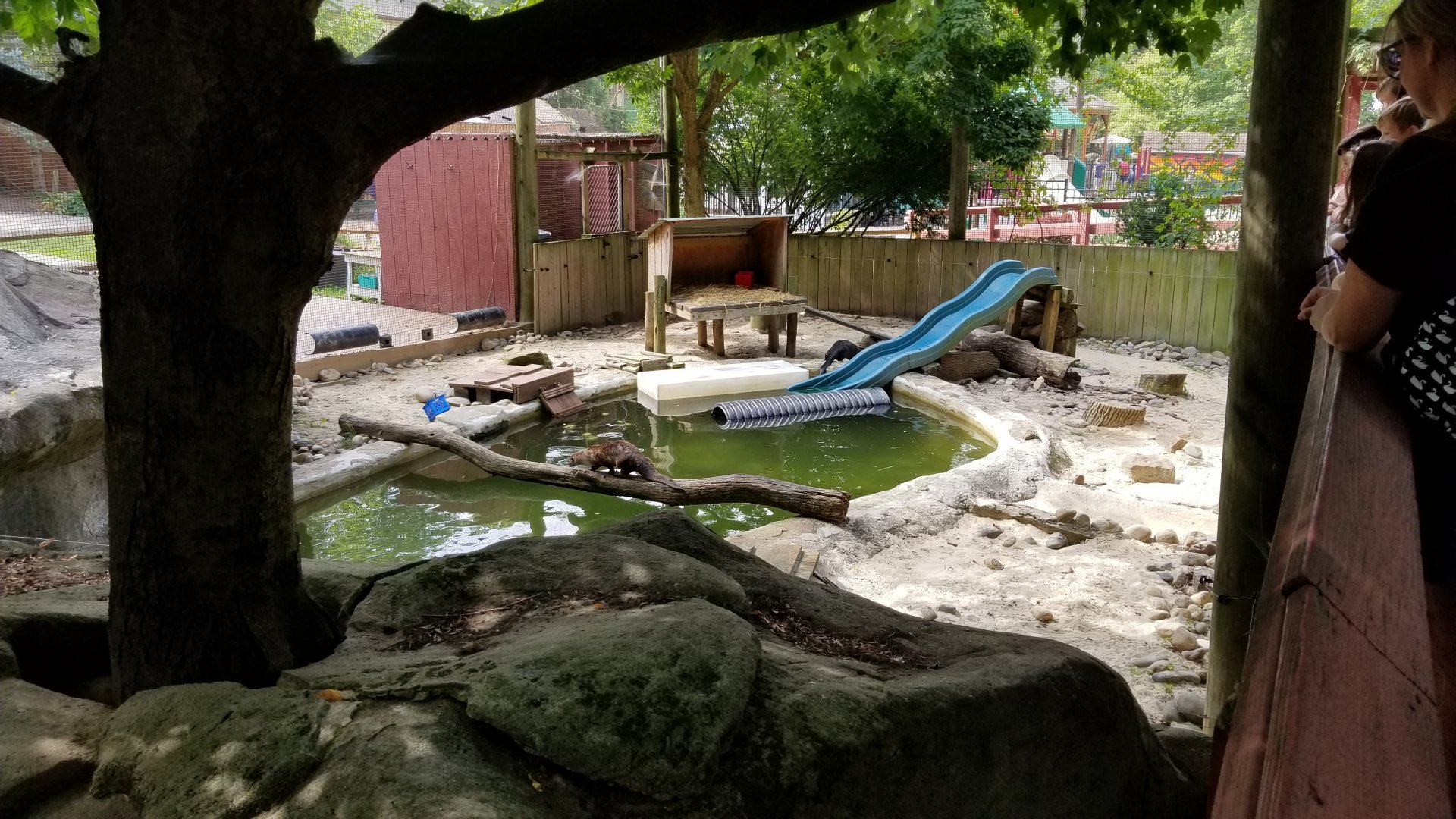 Elmwood Park - North American river otter