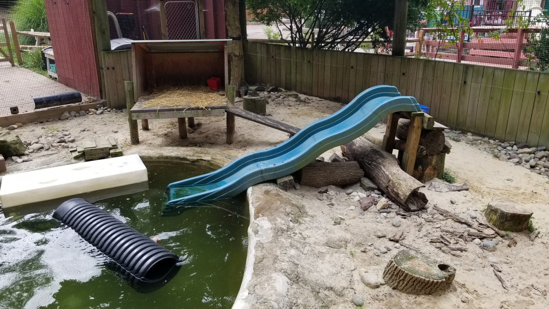 Elmwood Park - North American river otter