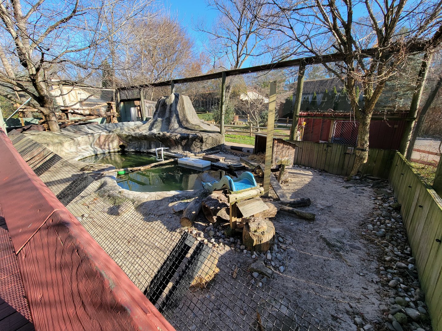 Elmwood Park - North American river otters