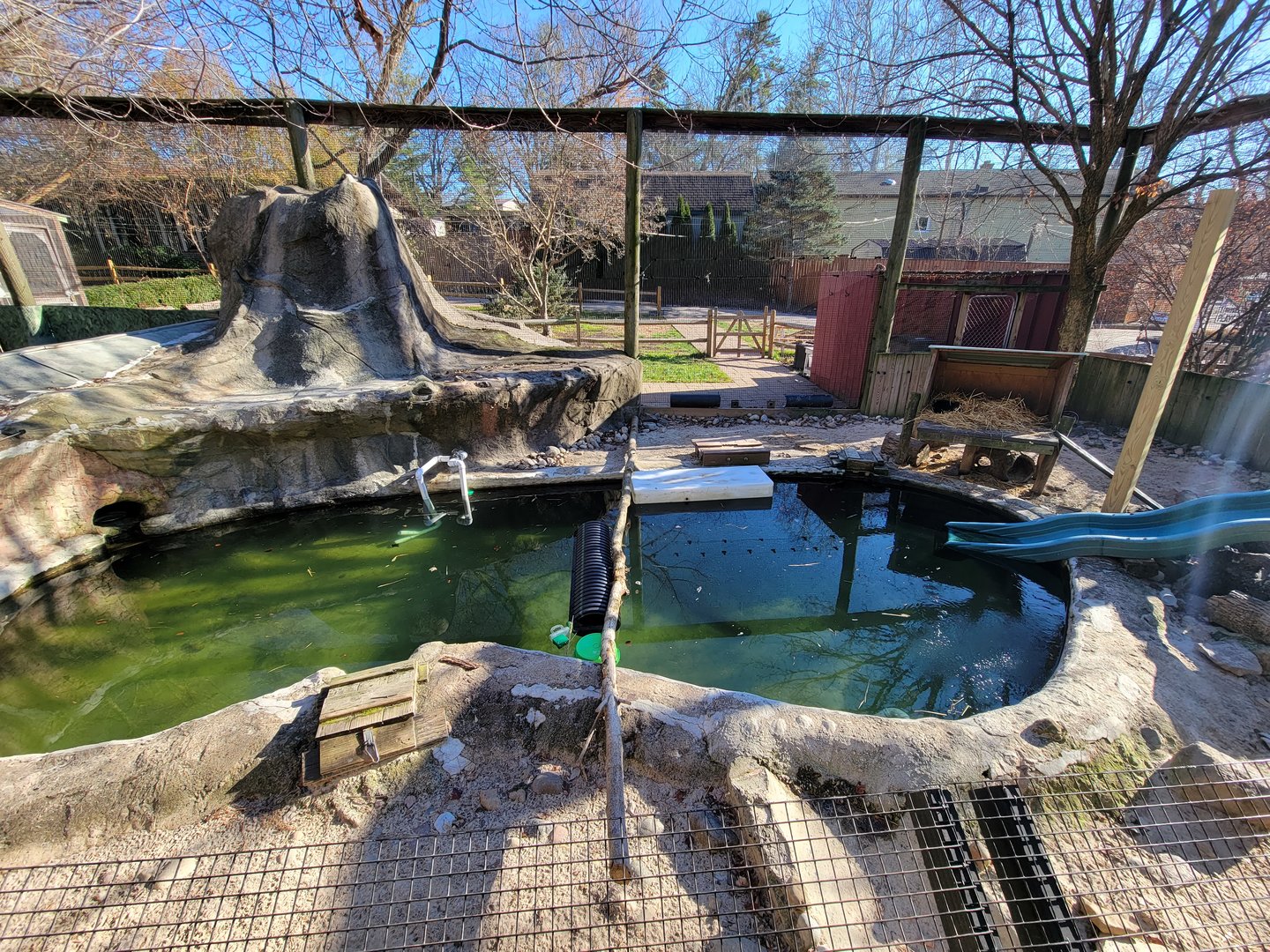 Elmwood Park - North American river otters