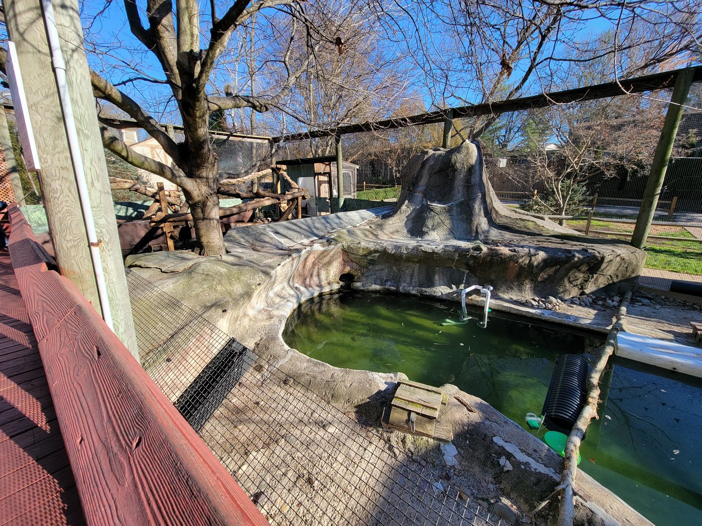 Elmwood Park - North American river otters