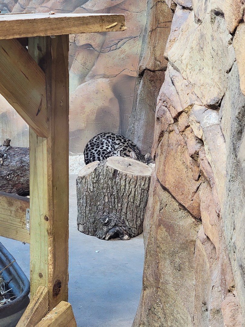 Elmwood Park - Ocelot indoors