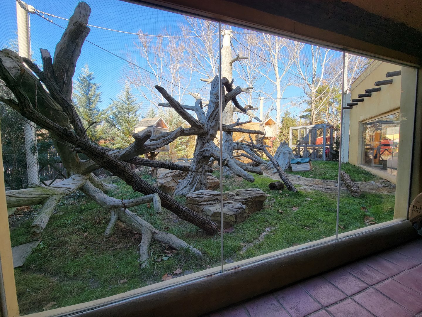 Elmwood Park - Ocelot outdoor yard