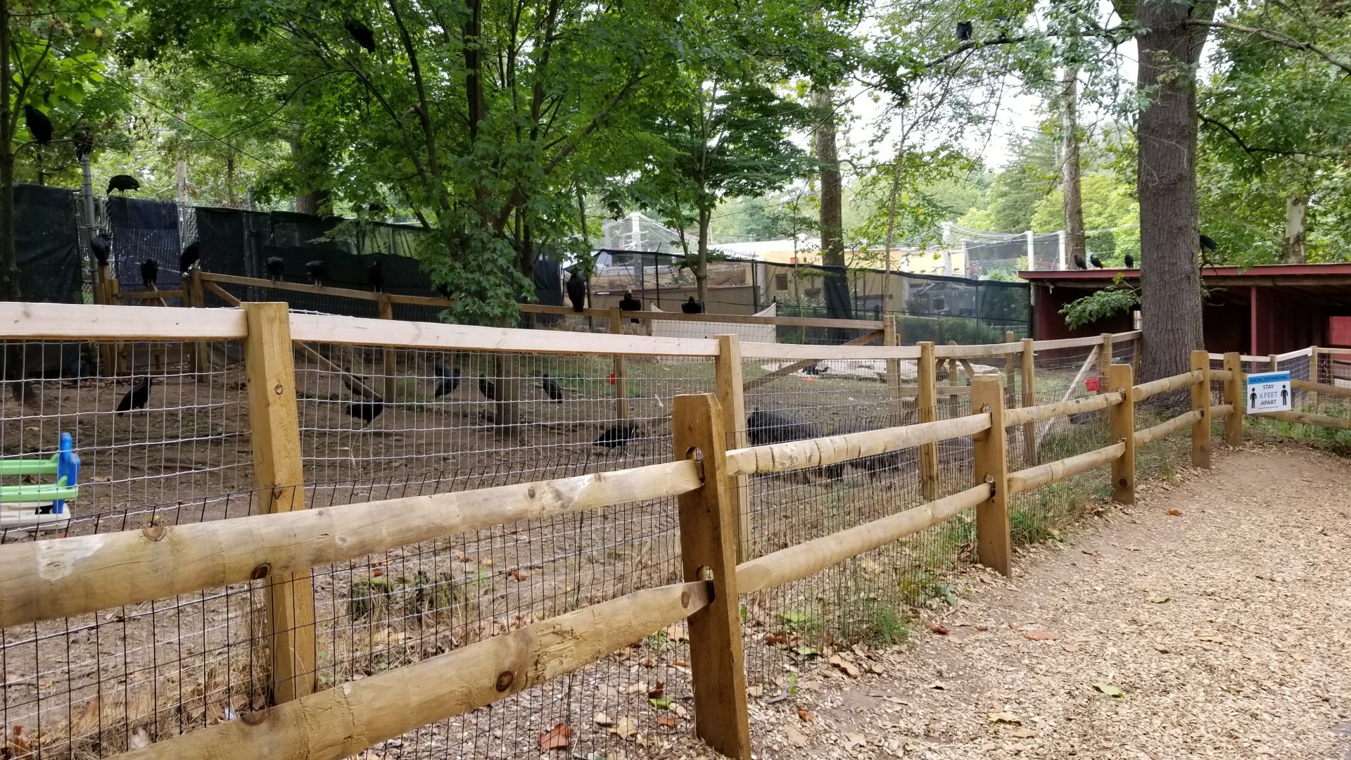 Elmwood Park - Peccaries, lots of vultures