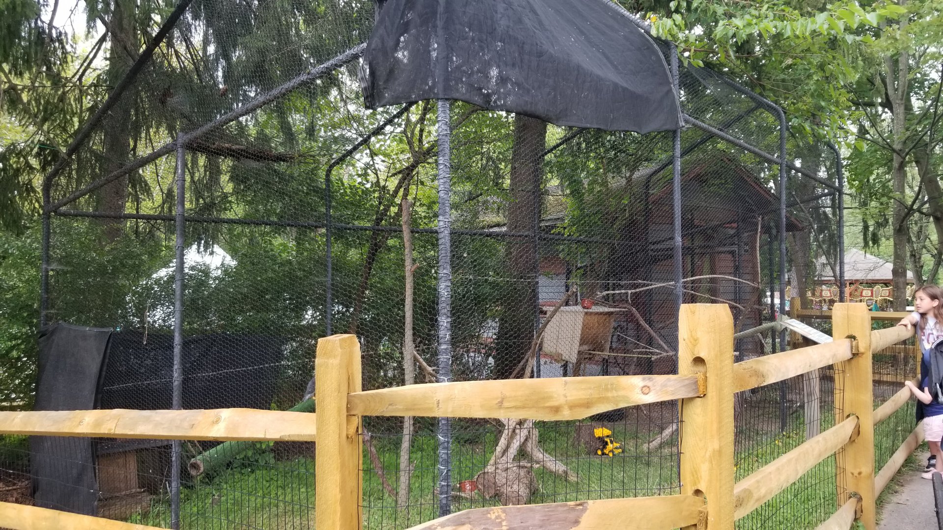 Elmwood Park - Peregrine falcon