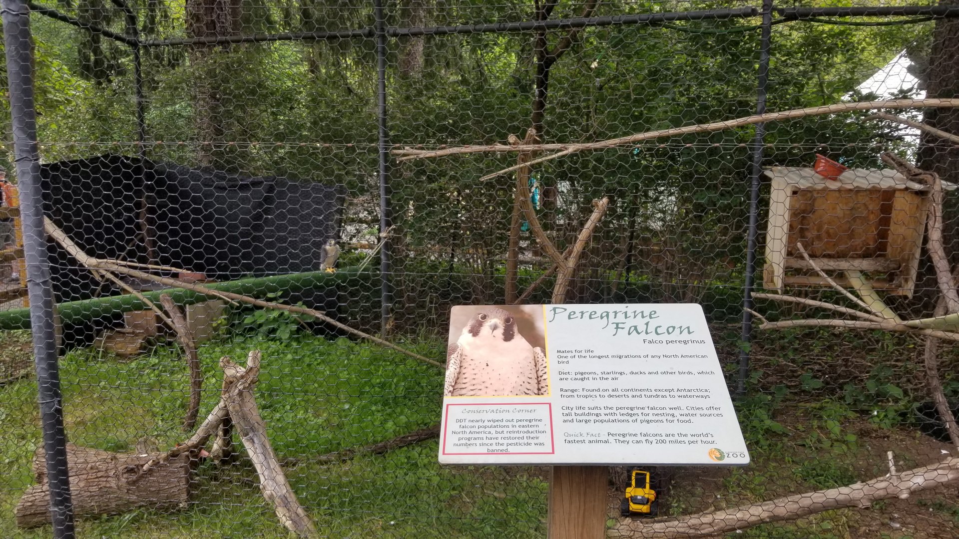 Elmwood Park - Peregrine falcon