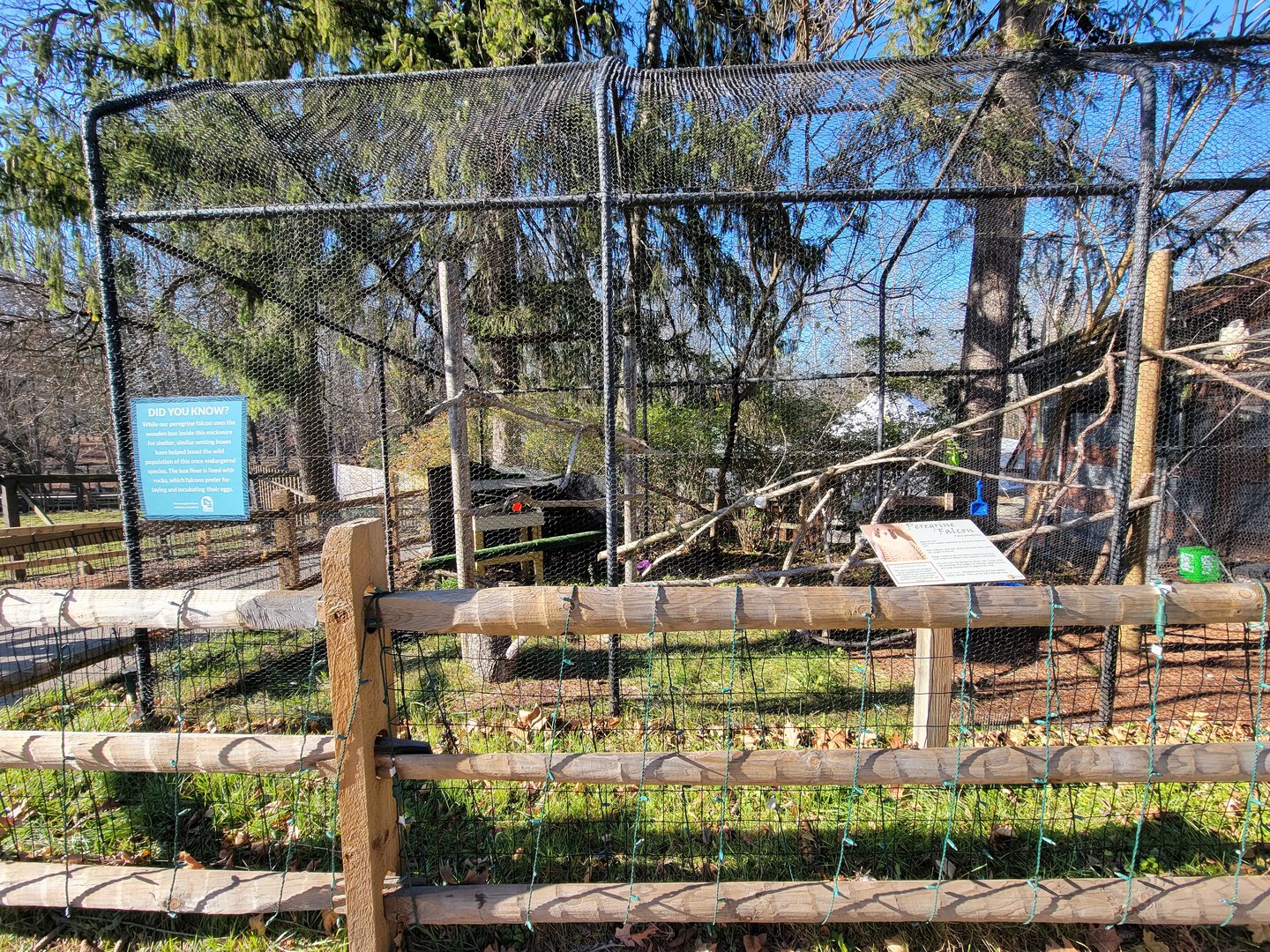 Elmwood Park - Peregrine falcon