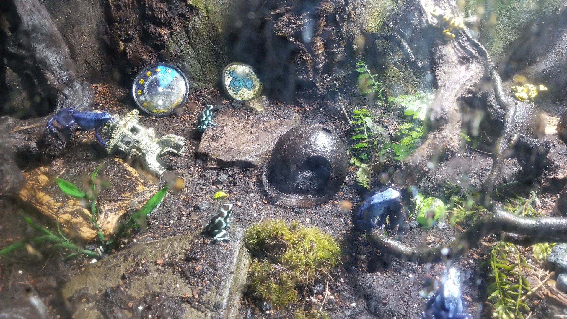 Elmwood Park - Poison dart frogs (and scavenger rock)