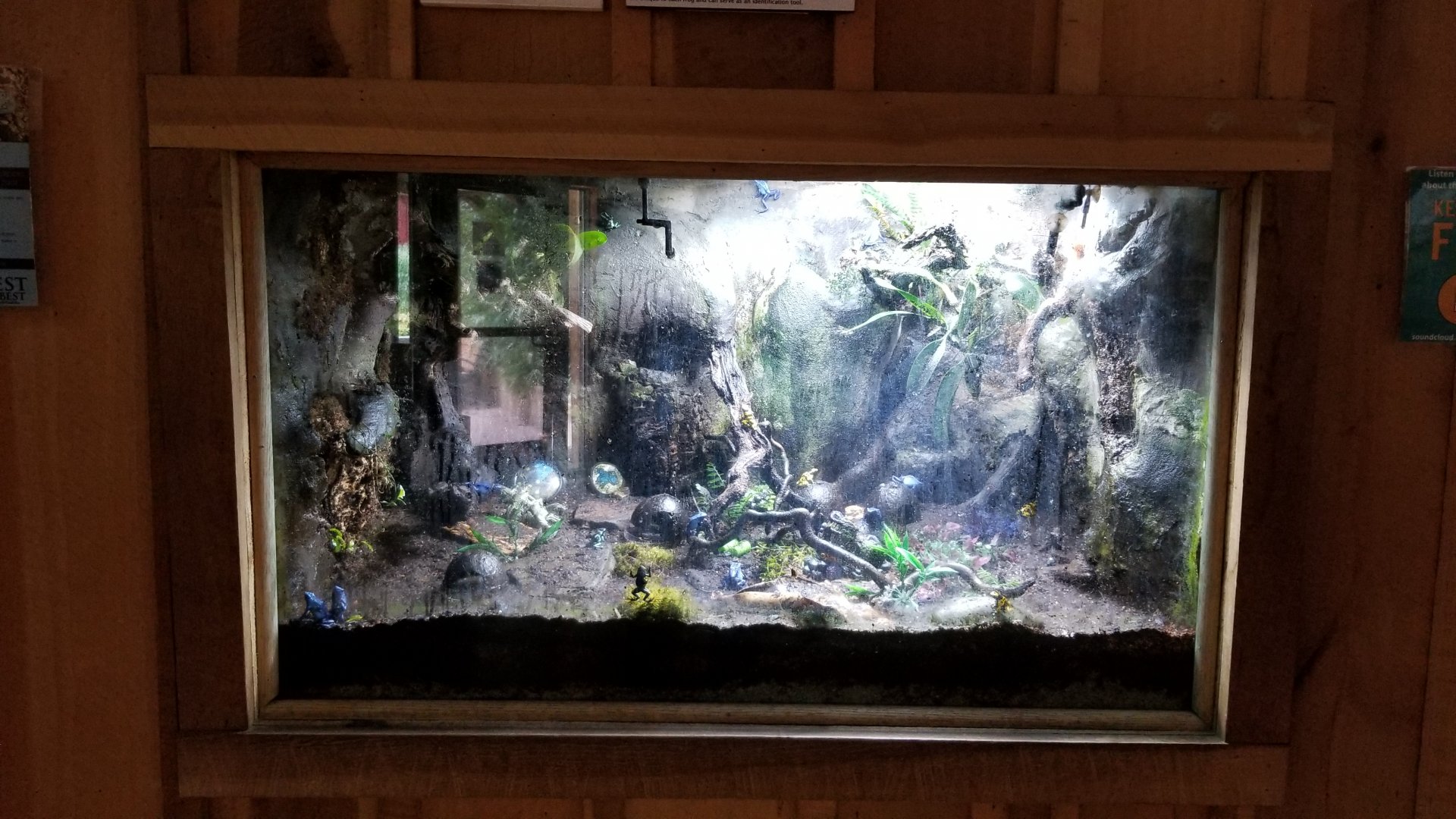 Elmwood Park - Poison dart frogs