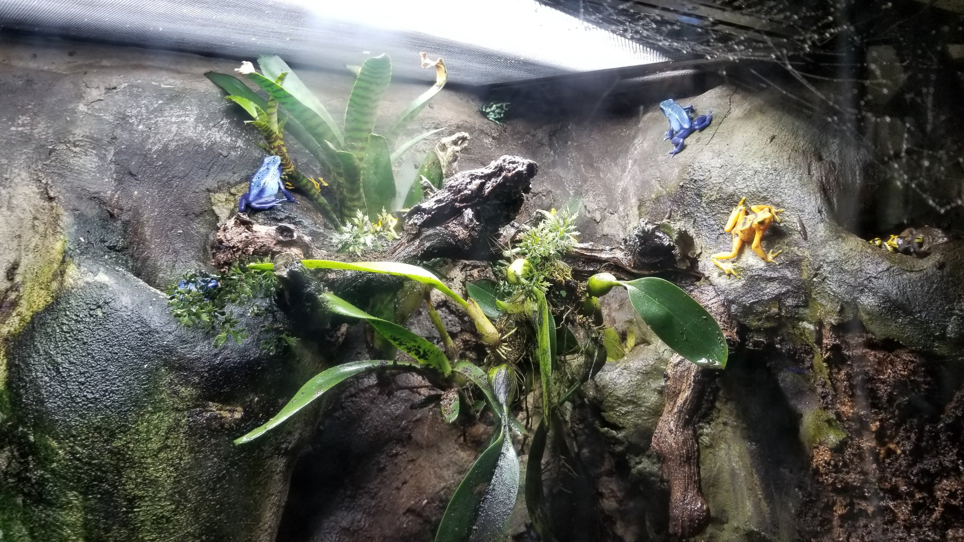 Elmwood Park - Poison dart frogs
