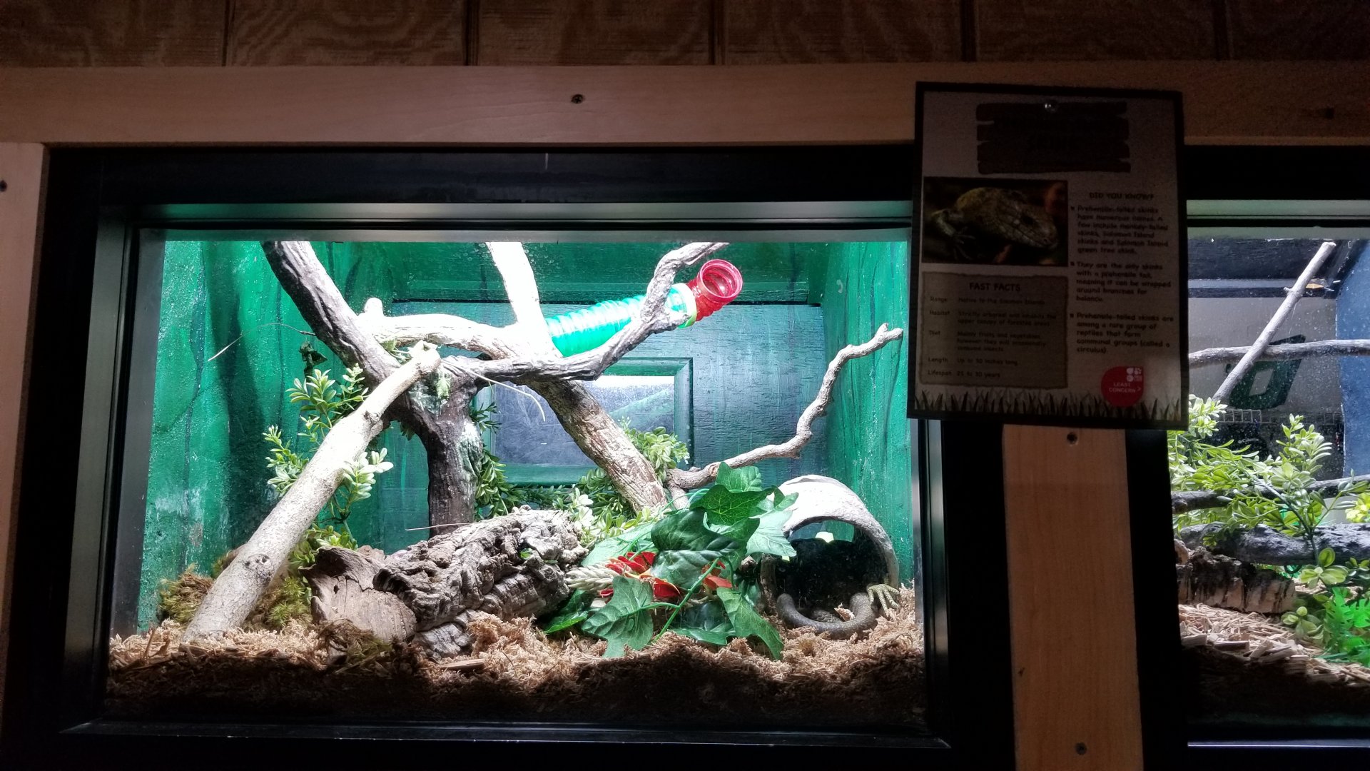 Elmwood Park - Prehensile-tailed skink